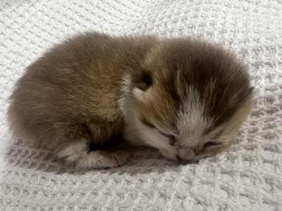 Mio Reserved - British Shorthair - Gallery Photo #1