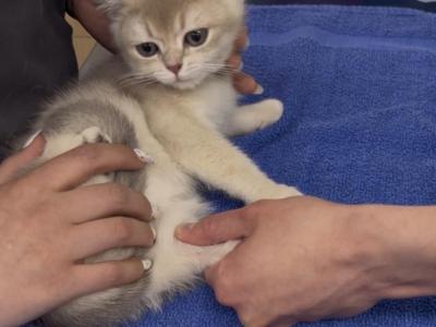 Ollie Reserved - British Shorthair - Gallery Photo #1