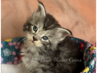 The Walking Dead Litter Of 7 - Maine Coon - Gallery Photo #1