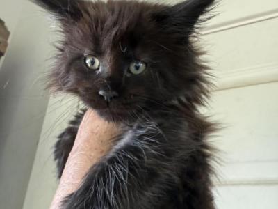 Silver And Smoke Litter - Maine Coon - Gallery Photo #1