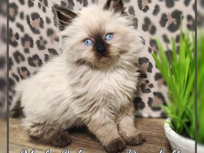 Ragdoll Siberian Male  Kitten - Ragdoll - Gallery Photo #1