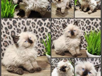 Ragdoll Siberian Male  Kitten - Ragdoll - Gallery Photo #1