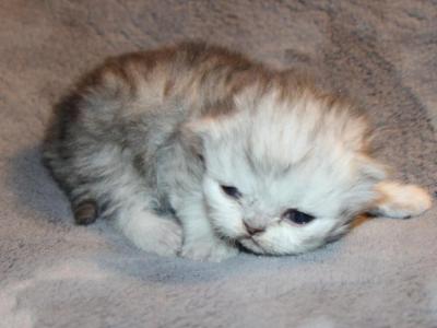 CFA Shaded Silver Female Persian - Persian - Gallery Photo #1