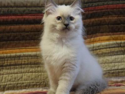 Mikey - Ragdoll - Gallery Photo #1