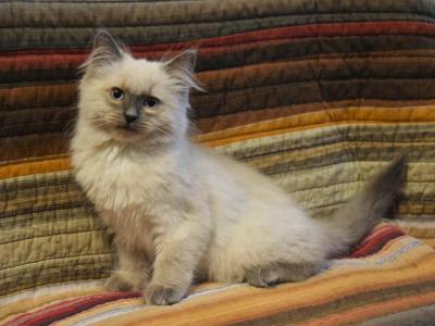 Queenie - Ragdoll - Gallery Photo #1