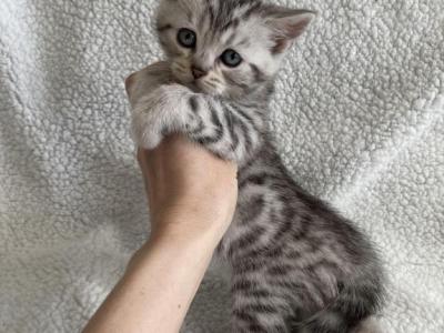 Scottish Bengal Mix - Scottish Straight - Gallery Photo #1