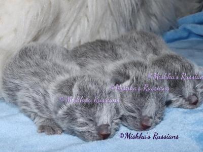 Russian Blue Kittens - Russian Blue - Gallery Photo #1