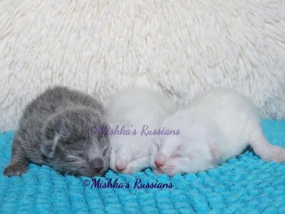Russian White Kittens - Russian Blue - Gallery Photo #1