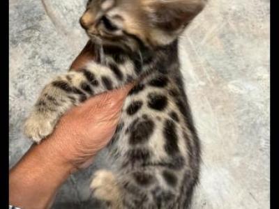 Ruby - Bengal - Gallery Photo #1