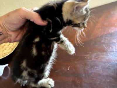 Breana - Bengal - Gallery Photo #1