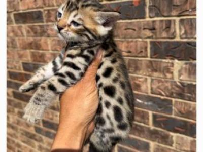 Marsha - Bengal - Gallery Photo #1