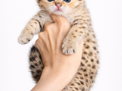 Leo - Scottish Fold - Gallery Photo #1