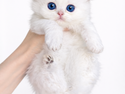 Bella - Scottish Fold - Gallery Photo #1