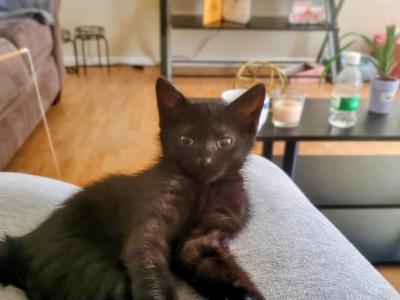 Kitty - Domestic - Gallery Photo #1