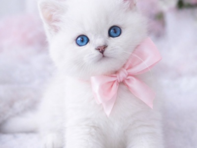 Katie - British Shorthair - Gallery Photo #1