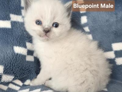 Blue Point Siblings - Ragdoll - Gallery Photo #1