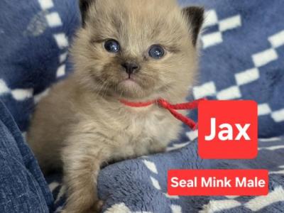 Mink Cherubim Ragdoll Siblings - Ragdoll - Gallery Photo #1