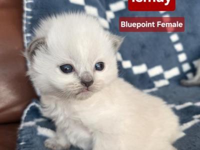 Mink And Traditional Ragdoll Kittens - Ragdoll - Gallery Photo #1