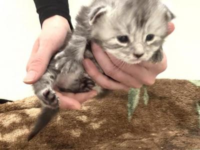 Silverado - Maine Coon - Gallery Photo #1