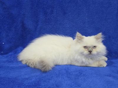 Blue - Himalayan - Gallery Photo #1