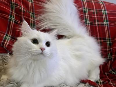 FirCountry Siberians - Siberian - Gallery Photo #1