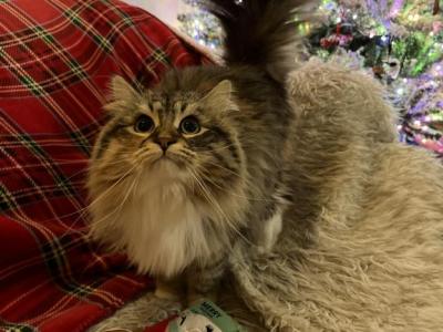Derbyshire Of FirCountry Siberians - Siberian - Gallery Photo #1
