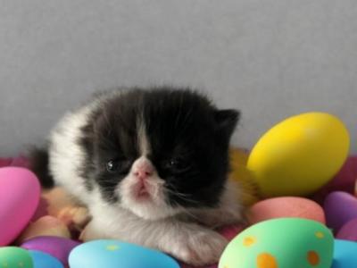 C F A Black Bicolor Male Persian Kitten - Persian - Gallery Photo #1