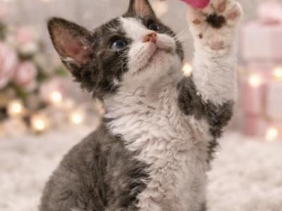 Charlie - Minskin - Gallery Photo #1