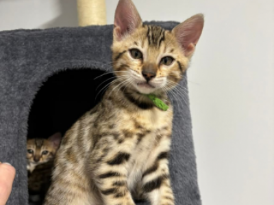 Mufasa - Bengal - Gallery Photo #1