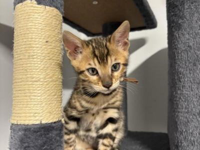 Camo - Bengal - Gallery Photo #1