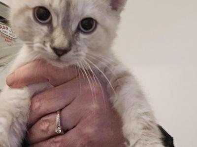 Lynx Point Siamese Female - Siamese - Gallery Photo #1