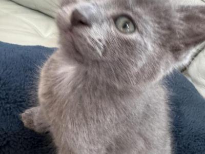 JESSIE - Nebelung - Gallery Photo #1