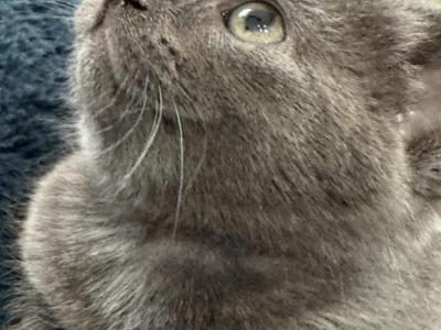 ZELDA - Nebelung - Gallery Photo #1