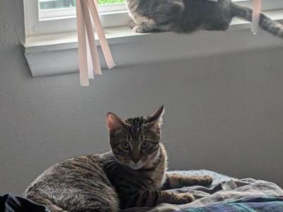 Wendy - Domestic - Gallery Photo #1