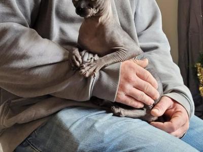 Breeding Male For Sale - Sphynx - Gallery Photo #1