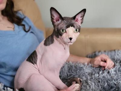 Full Registration - Sphynx - Gallery Photo #1