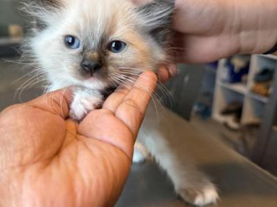 Ragdoll - Ragdoll - Gallery Photo #1