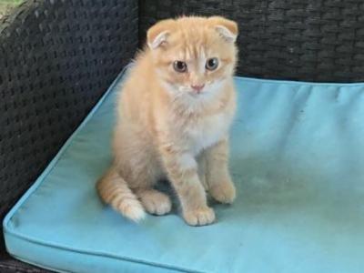 Folded Orange Baby Boy - Scottish Fold - Gallery Photo #1