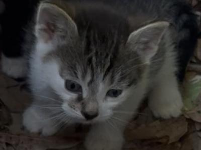 Ralo - American Shorthair - Gallery Photo #1