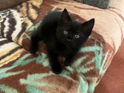5 Kittens - Manx - Gallery Photo #1