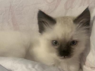 Ragamese - Ragdoll - Gallery Photo #1