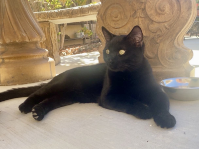 Bagheera - Bombay - Gallery Photo #1