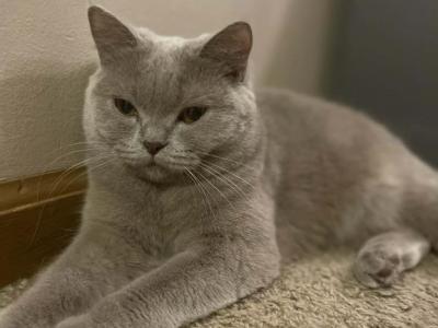 Bianca - British Shorthair - Gallery Photo #1