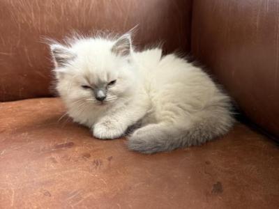 Prim - Ragdoll - Gallery Photo #1
