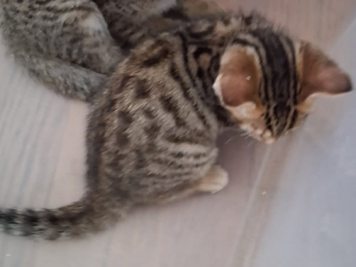 Star - Bengal - Gallery Photo #1