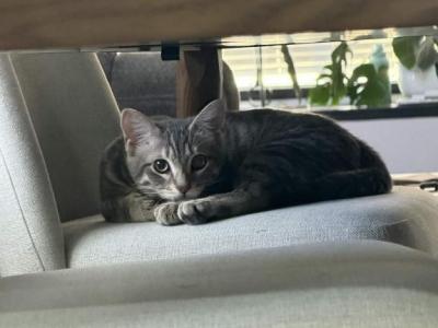 Hermes - Domestic - Gallery Photo #1