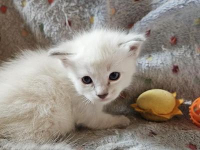 West - Ragdoll - Gallery Photo #1