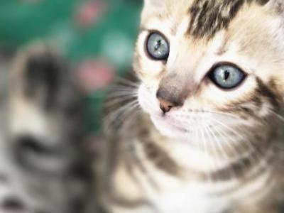 Luna - Bengal - Gallery Photo #1