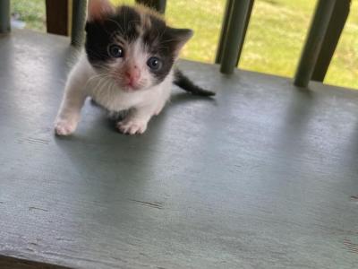 Bella - Munchkin - Gallery Photo #1