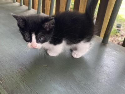 Lil Boy - Munchkin - Gallery Photo #1